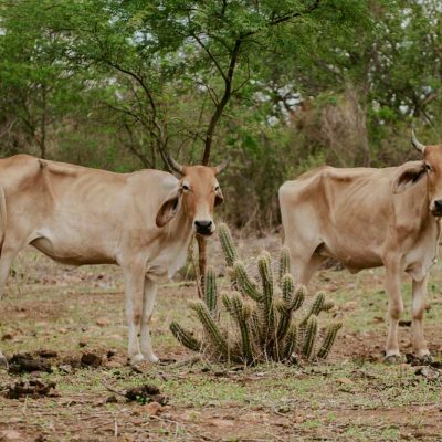 2021.02.20-Pedra-Branca-006